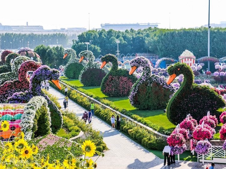 Dubai : Miracle Garden, The World’s Largest Flower Paradise
