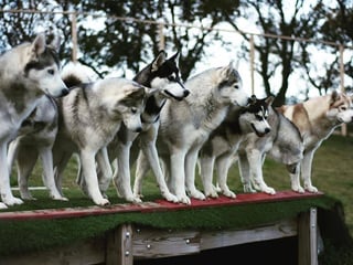 Husky Petting in Akureyri - Private experience, photo 15