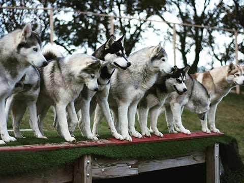 Husky Petting in Akureyri - Private experience, photo 15