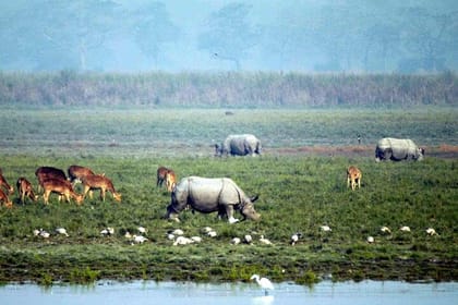 Kaziranga National Park & Guwahati