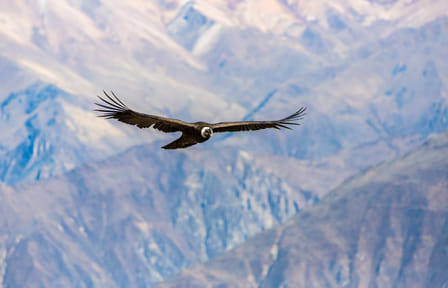 Colca Canyon 2-Day Adventure Tour from Arequipa