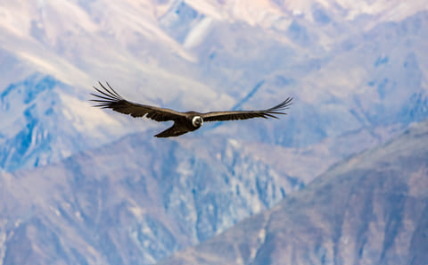 Colca Canyon 2-Day Adventure Tour from Arequipa