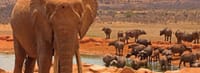 2days Amboseli Overnight Safari 8