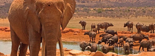 2days Amboseli Overnight Safari 8