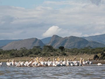A flock of Great white pelican.