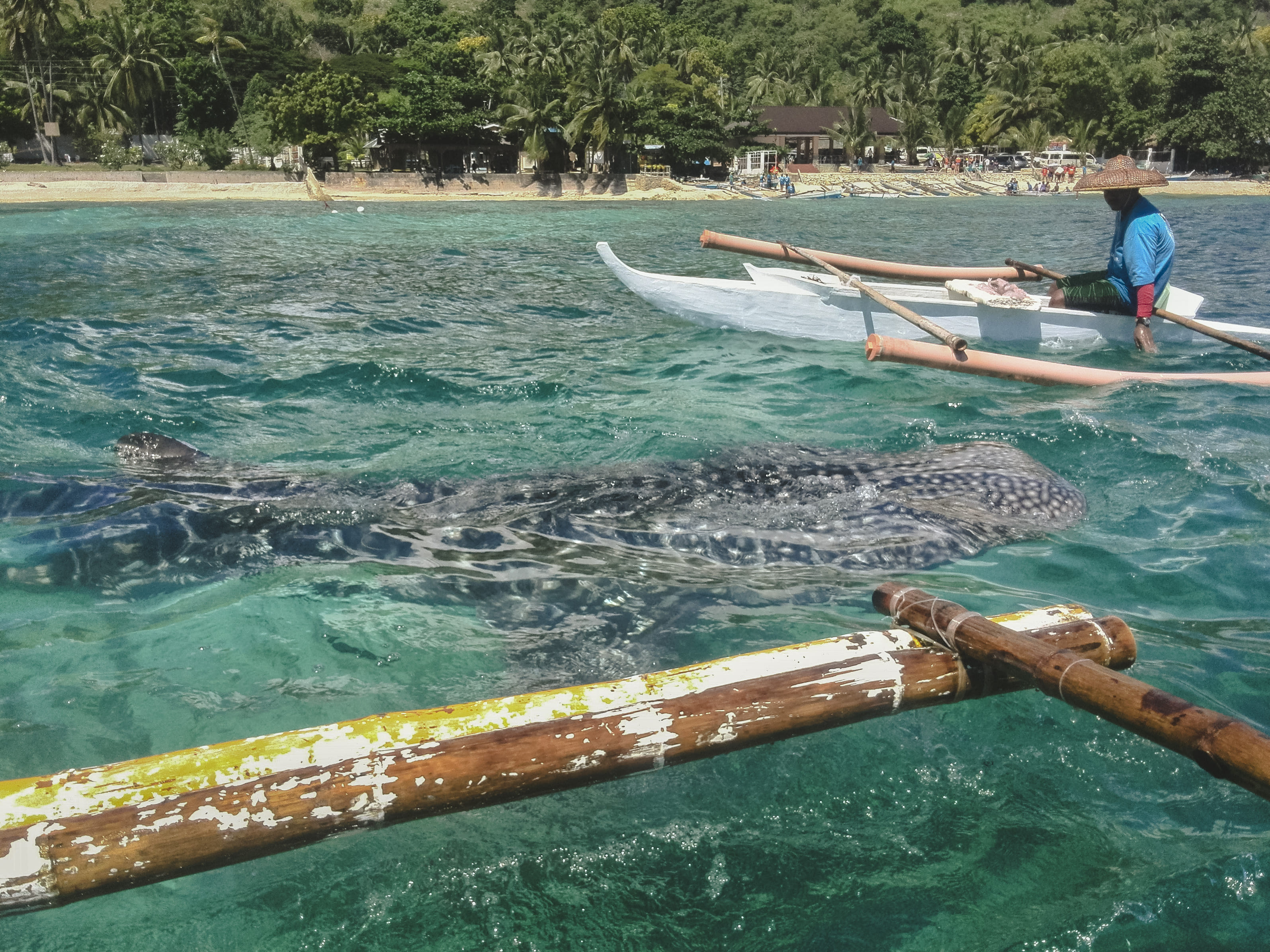 Oslob Whale Shark with Tumalog Falls - SIC