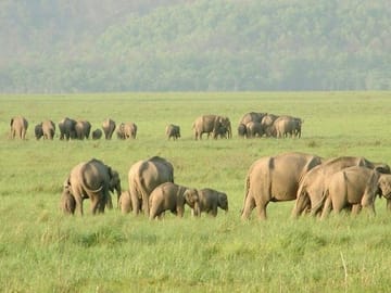 Wildlife Tour of Rajaji National Park from Rishikesh