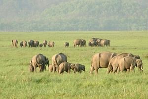 Elephant Trails: Adventure in Rajaji National Park