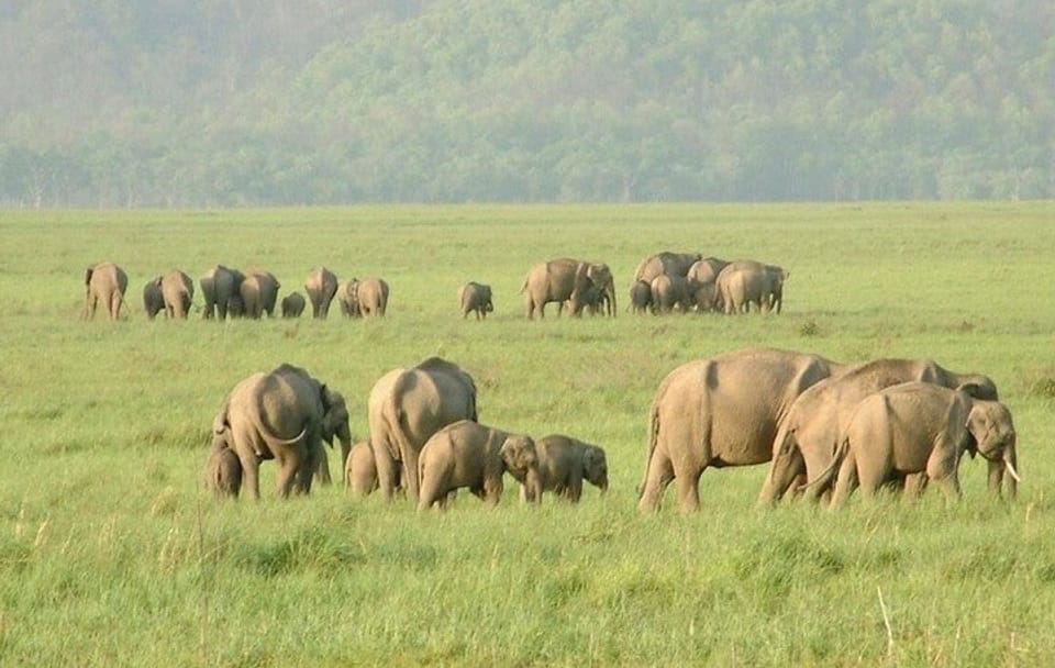 Wildlife Tour of Rajaji National Park from Rishikesh