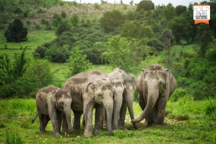 Chiang Mai Wildlife Safari and Ethical Elephant Experience
