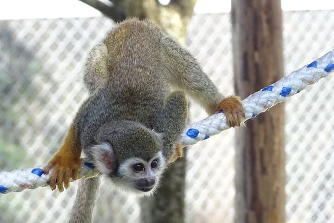 3x1: Puerto Plata Cable Car, City Tour & Monkeyland 6