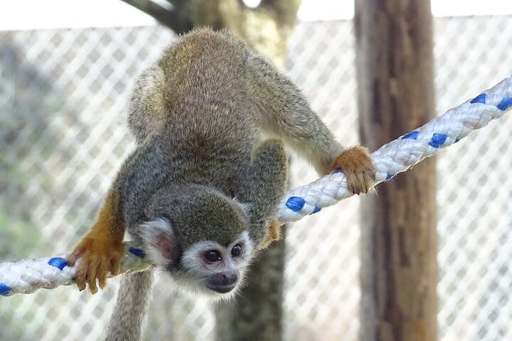 3x1: Puerto Plata Cable Car, City Tour & Monkeyland 6