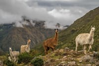 The formidable Lares trek 4 days to Machu Picchu 3