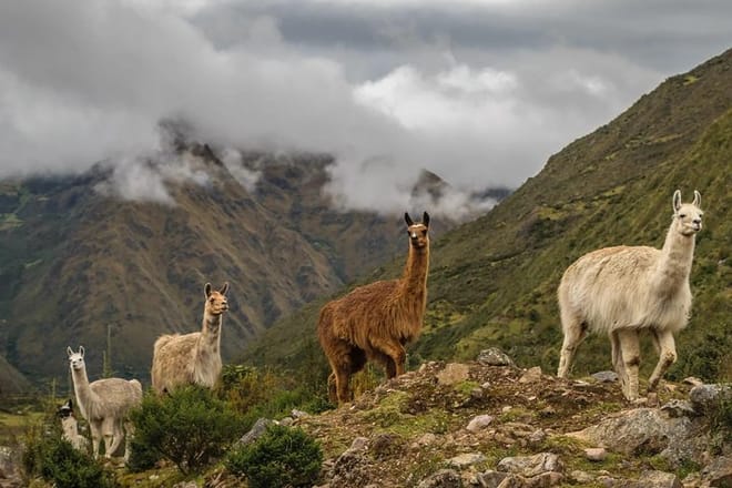 The formidable Lares trek 4 days to Machu Picchu 3