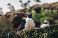 Reykjavík Classic Puffin Watching 2