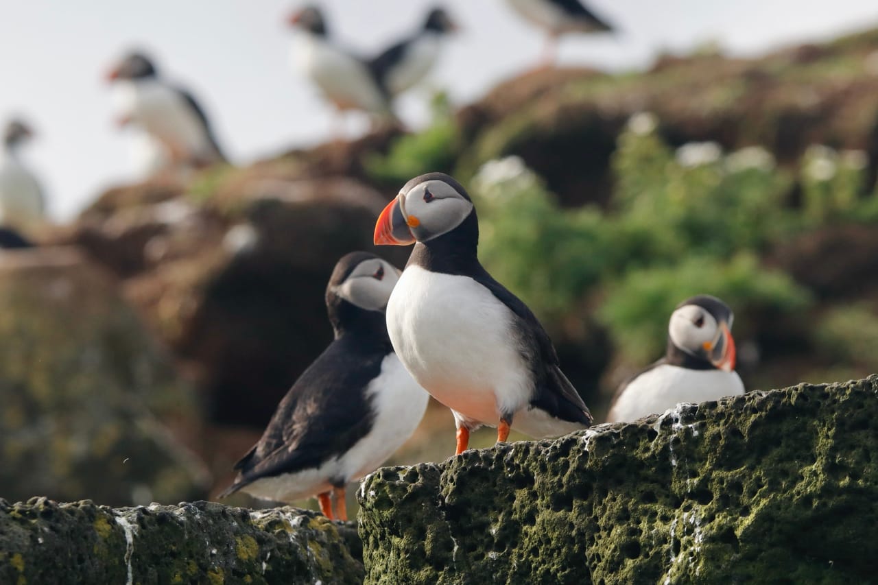 Reykjavík Classic Puffin Watching 2