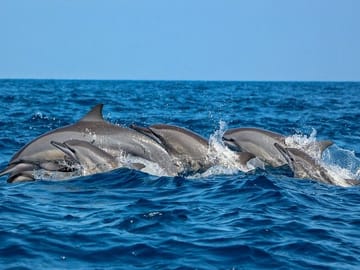 Dolphin Watching Tour Along the Coast of Trincomalee