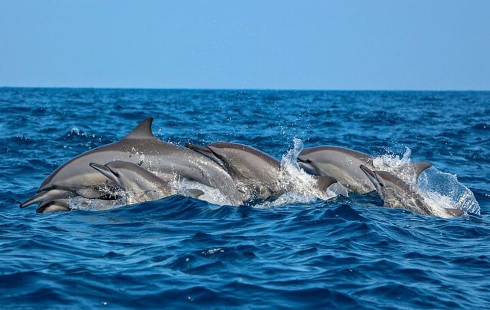 Dolphin Watching Experience in Trincomalee