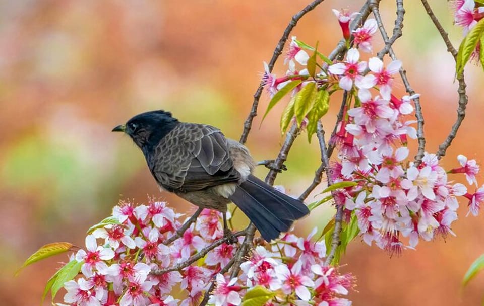 Shivapuri National Park Hiking Tour from Kathmandu