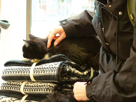 Learn fun cat facts while wandering through scenic streets