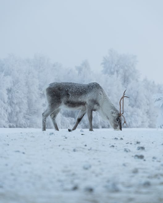 Private Reindeer Herder Day Experience, Rovaniemi, Lapland, Finland