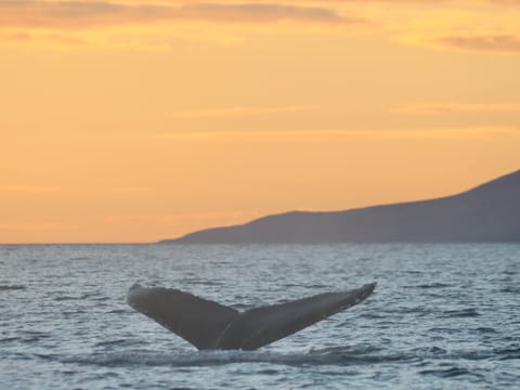 Akureyri Classic Whales in the Midnight Sun, photo 5
