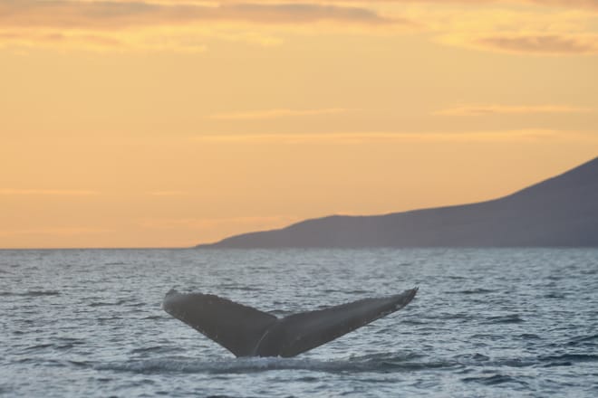 Akureyri Classic Whales in the Midnight Sun 4
