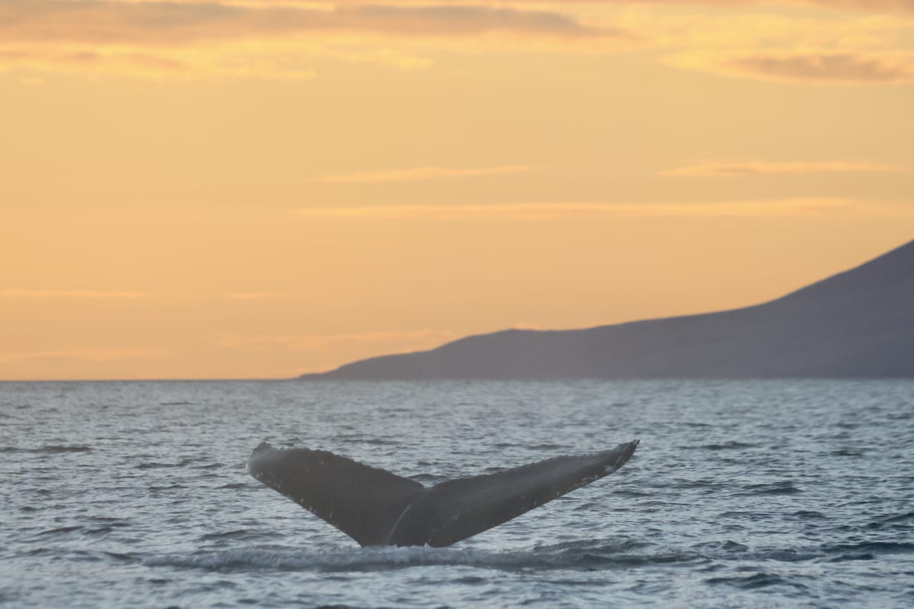 Akureyri Classic Whales in the Midnight Sun 4
