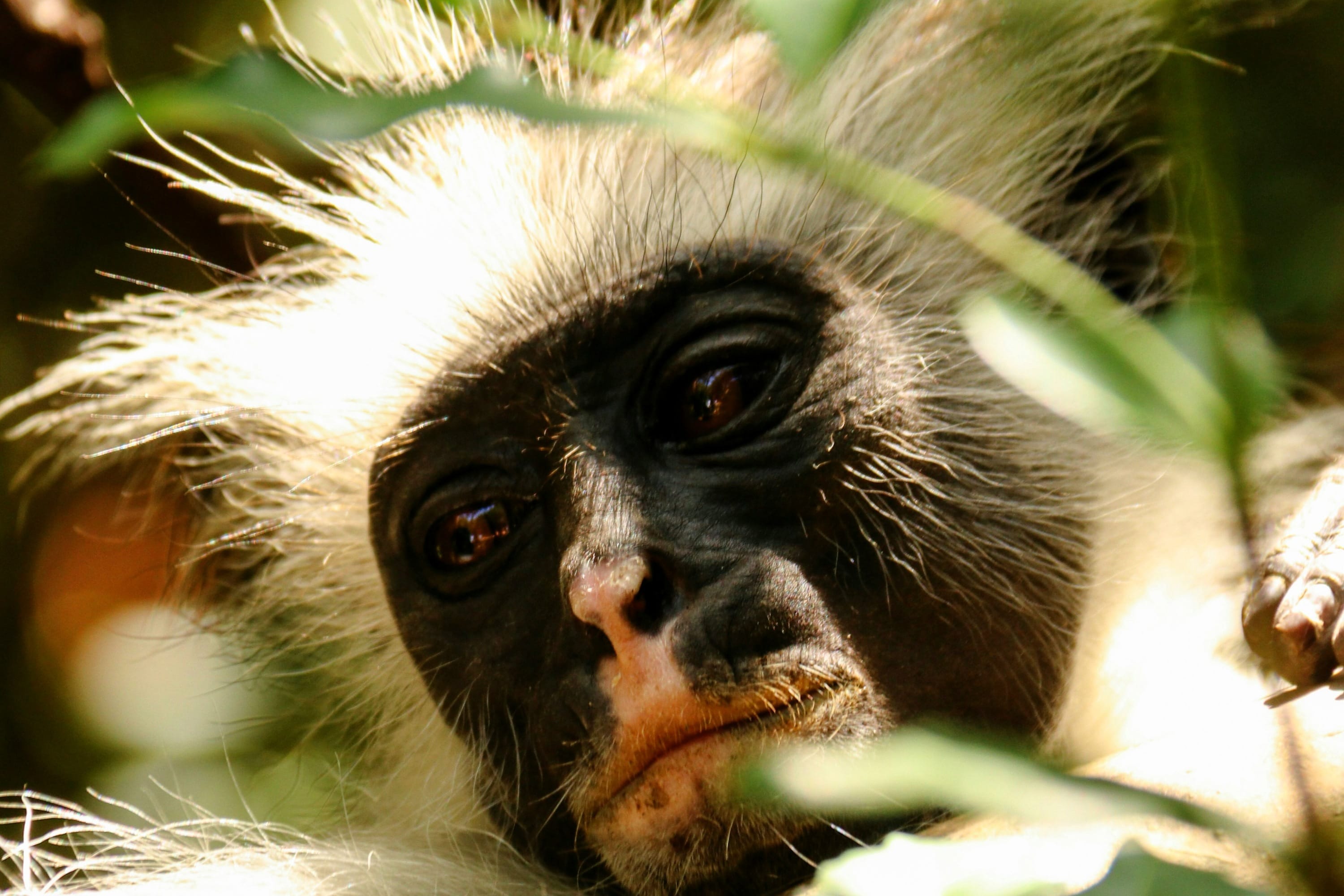 Close-up of a Black-and-white Colobus monkey face peering through green leaves in Tanzania.