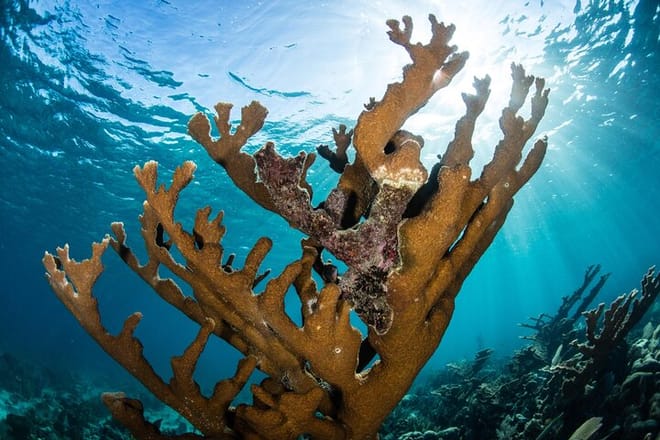 Cancun 5 in 1 Snorkeling Tour: MUSA, Shipwreck, Reefs & Cenotes photo 3
