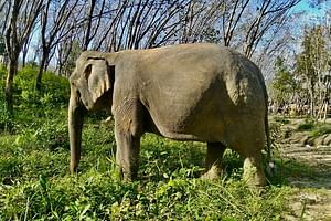 Early Bird to Feed and Walk Guide Tour to Khaolak Elephant Sanctuary in Small Group