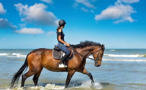 Beach Horse Riding Experience in Hurghada with Transfers