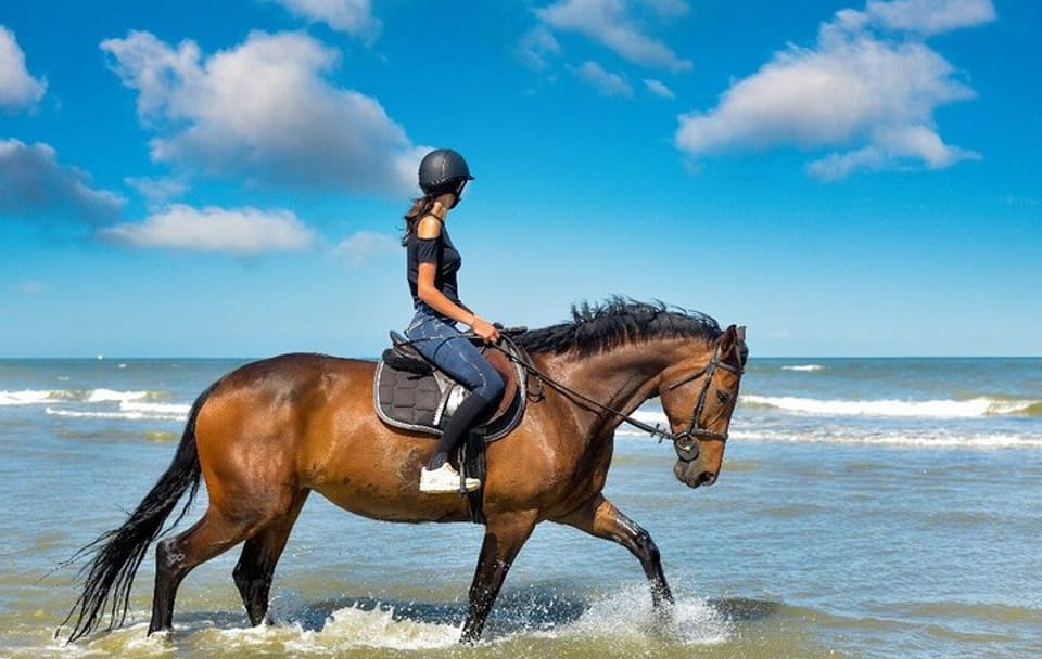 One-Hour Beach Horse Riding with Transfer from Hurghada