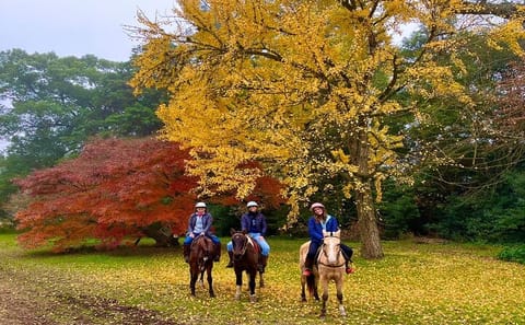 Polo Lesson and Argentine Barbecue Experience in Buenos Aires