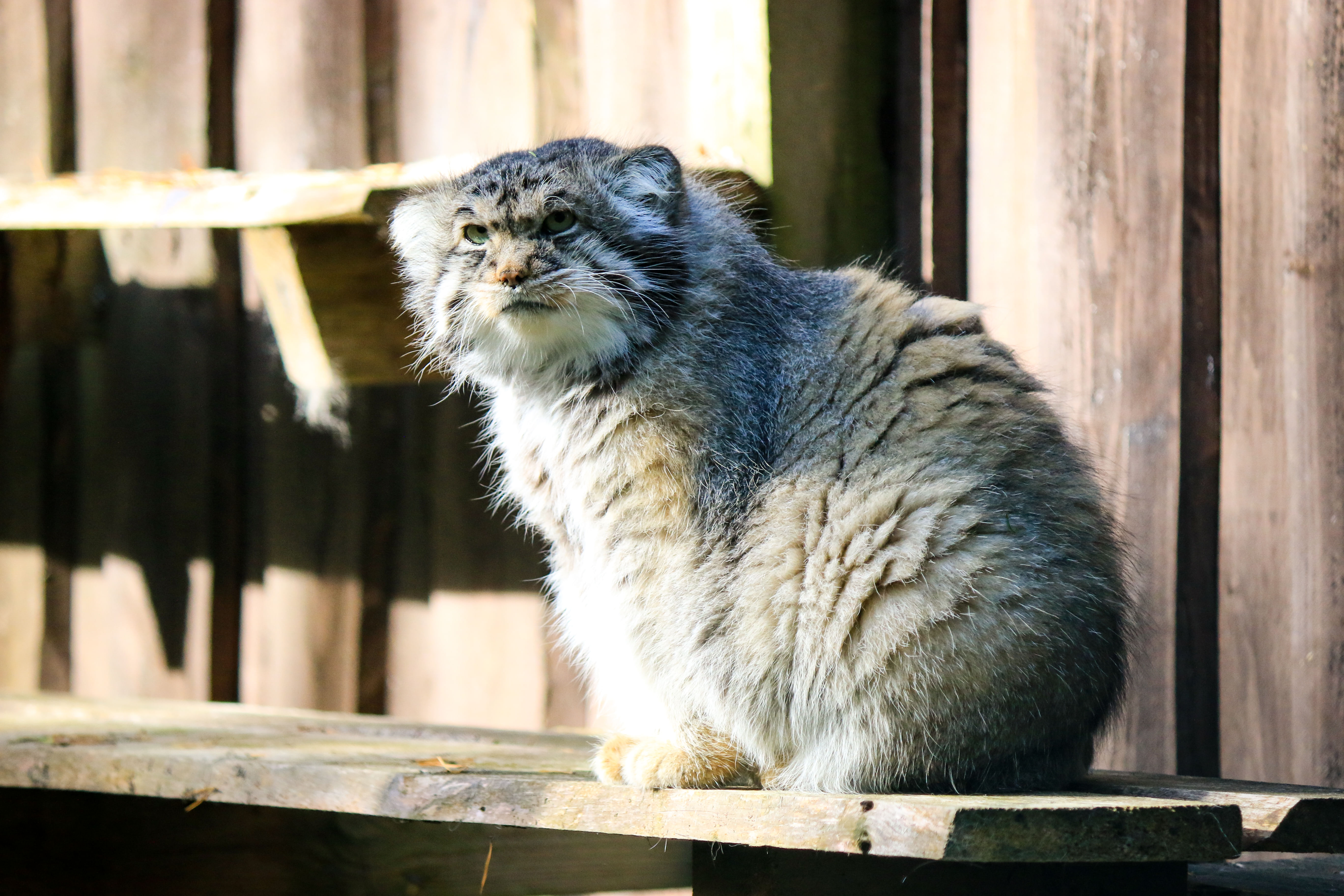 Meet all the Arctic animals in Ranua Wildlife Park