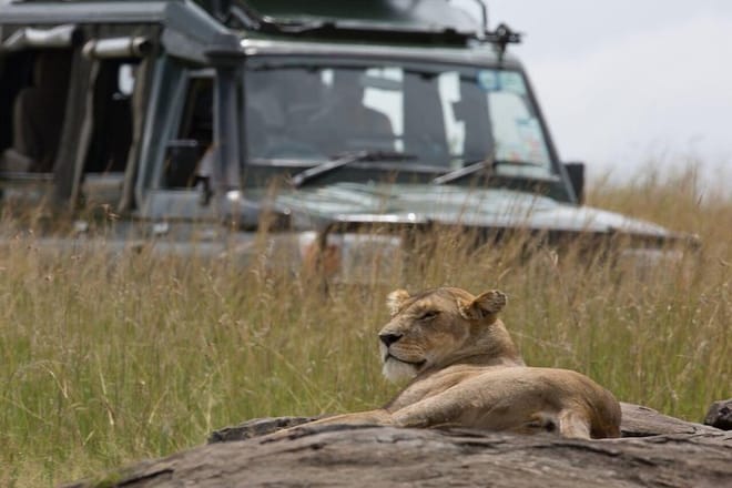 Lioness resting