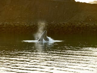 Whale Watching Cruise on a Yacht in Reykjavik , photo 7