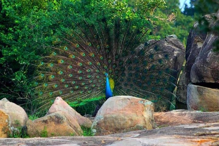 2 Days Tour to Galle & Udawalawe National Park