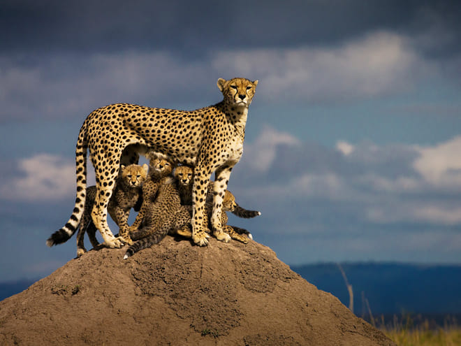 12 Days Kenya & Tanzania Combo Big Five Safari 8