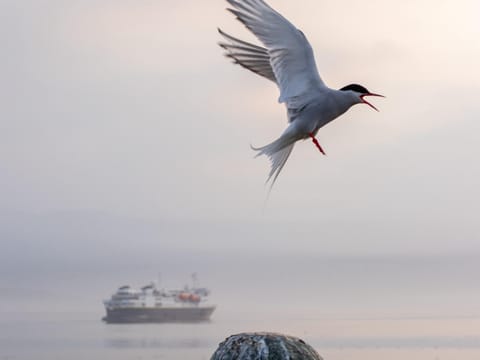 A statue in the foreground with an Arctic Tern hovering overhead and a ship on its way to call at Vigur in the background