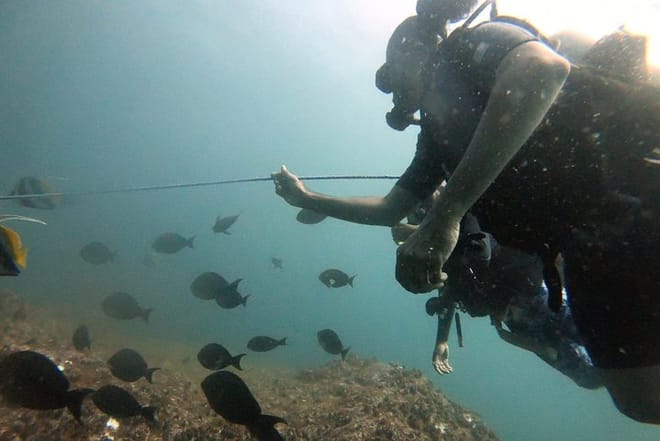 Scuba Diving in Mirissa 7