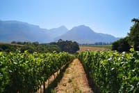Beautiful Vineyards en Route