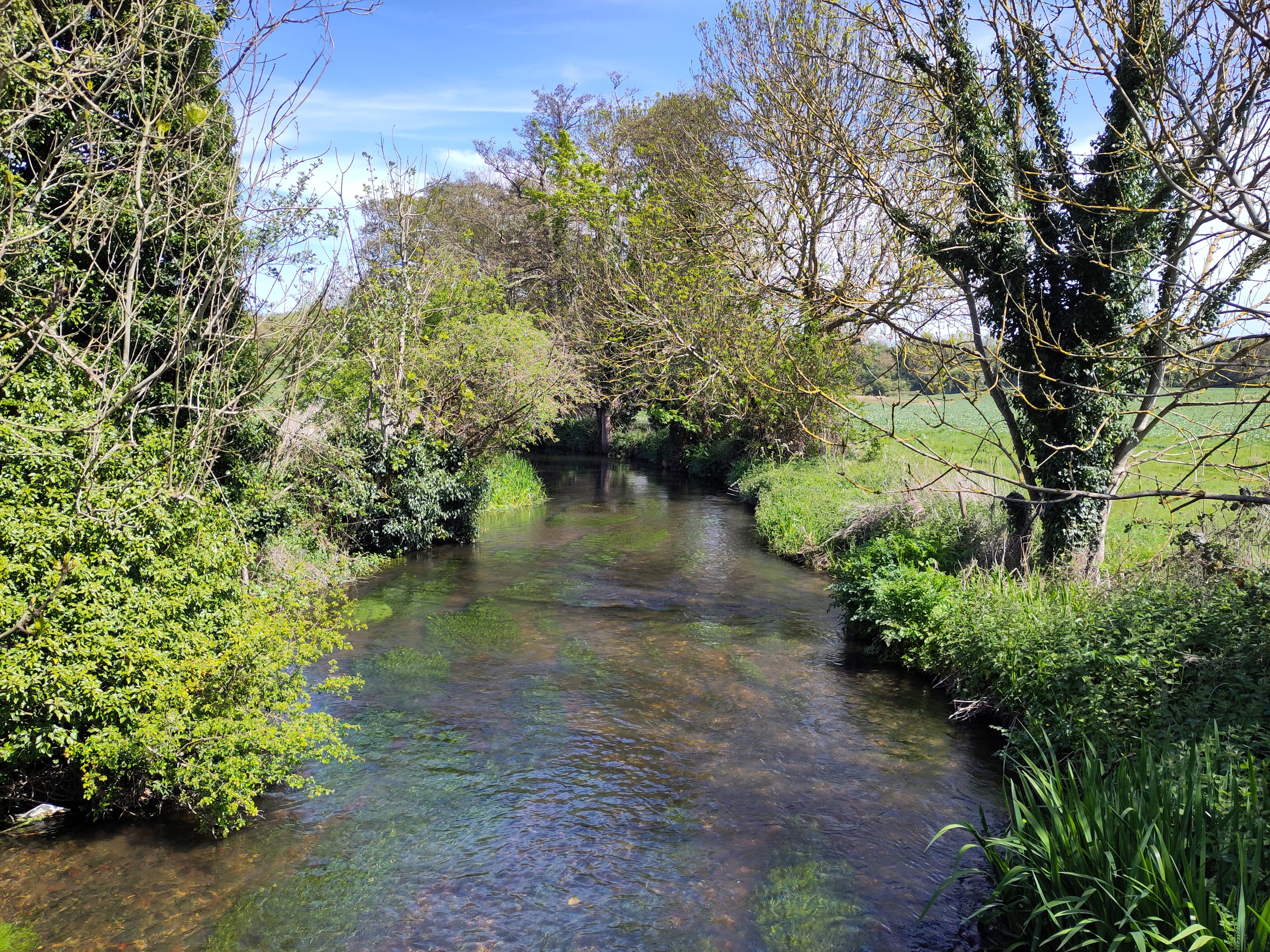 A river with green trees