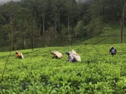 James Taylor's Tea Story Tour from Kandy 6