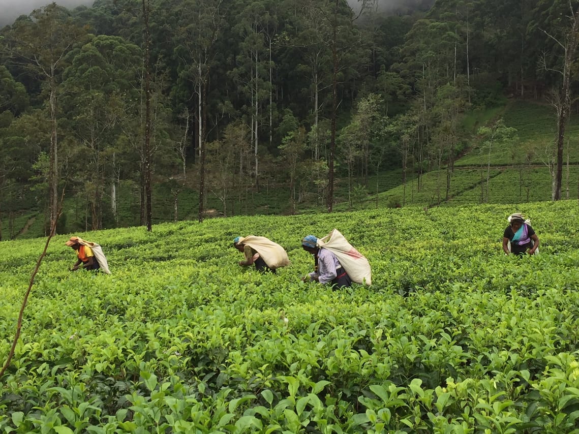 James Taylor's Tea Story Tour from Kandy 6