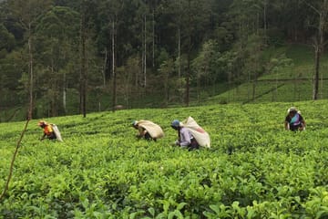 James Taylor's Tea Estate Tour in Kandy, Sri Lanka