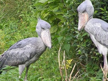 Shoe bill stork