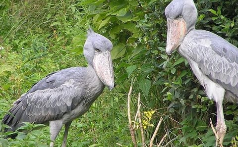 Birdwatching Tour to See Shoebill Stork in Kampala, Uganda