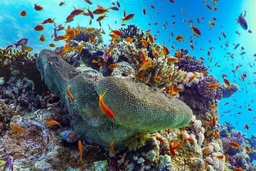 Private Snorkeling Tour to Swim with Turtles in Marsa Alam