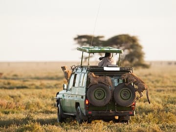 8-Day Wildlife Safari Adventure in Kenya's Laikipia County